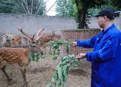 鹿岛鹿死漫漫长夜,惊险过关获胜 鹿岛鹿死漫漫长夜,惊险过关获胜